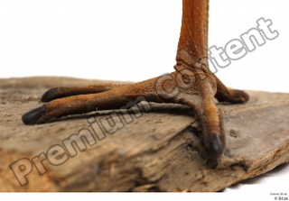 Black stork foot 0019.jpg